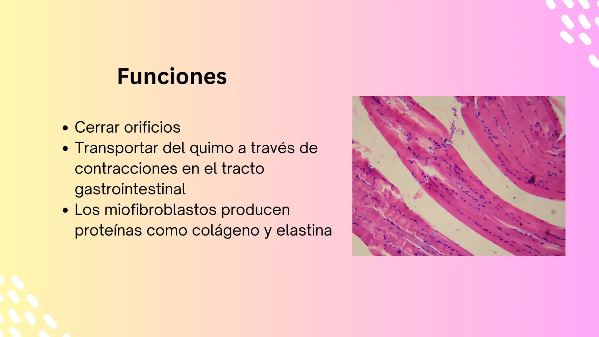 TEJIDO MUSCULAR
Hunab
Universidad Autónoma de Bucaramanga
FACULTAD DE CIENCIAS
DE LA SALUD
VIGILADA MINEDUCACIÓN ¿Qué es?
El tejido muscular