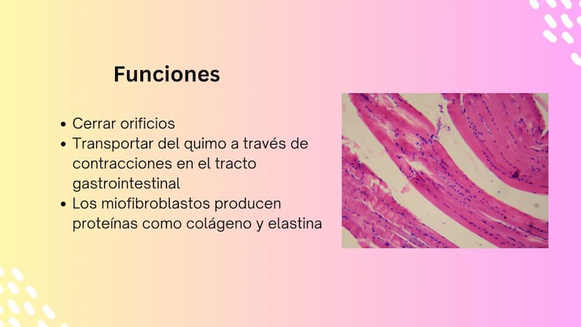 TEJIDO MUSCULAR
Hunab
Universidad Autónoma de Bucaramanga
FACULTAD DE CIENCIAS
DE LA SALUD
VIGILADA MINEDUCACIÓN ¿Qué es?
El tejido muscular