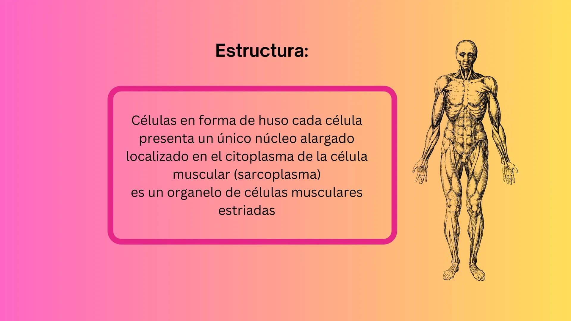 TEJIDO MUSCULAR
Hunab
Universidad Autónoma de Bucaramanga
FACULTAD DE CIENCIAS
DE LA SALUD
VIGILADA MINEDUCACIÓN ¿Qué es?
El tejido muscular