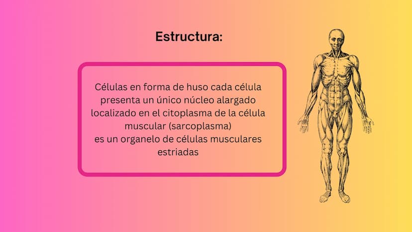 TEJIDO MUSCULAR
Hunab
Universidad Autónoma de Bucaramanga
FACULTAD DE CIENCIAS
DE LA SALUD
VIGILADA MINEDUCACIÓN ¿Qué es?
El tejido muscular