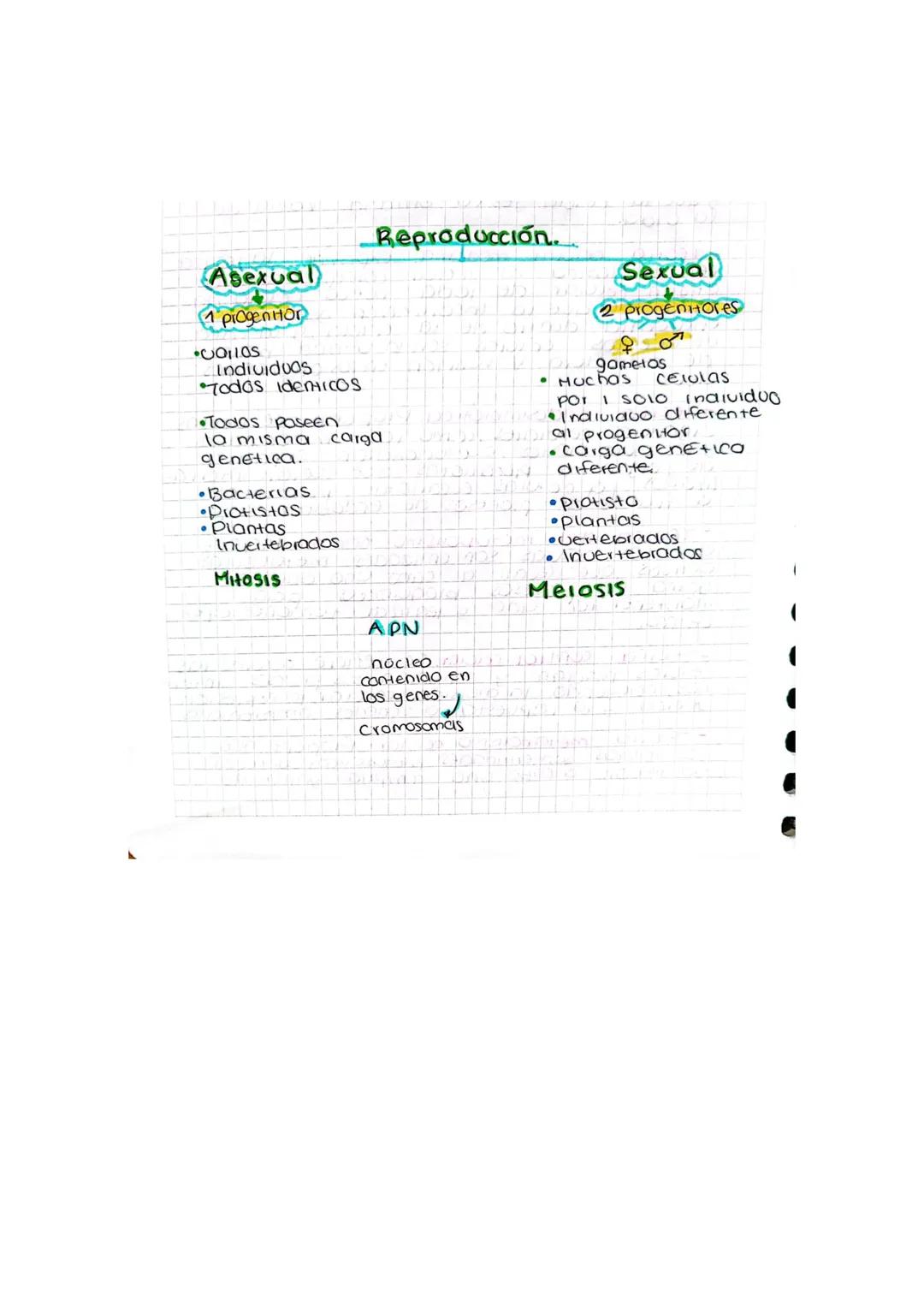 reproduccion celular