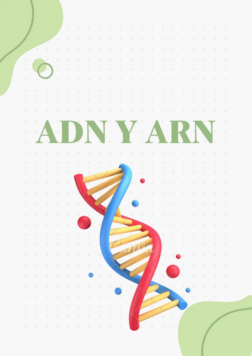 ADN Y ARN ADN partes
1000
ADN
= Adenina
= Timina
= Citosina
= Guanina
Esqueleto
azucar-fosfato G
A
U
ARN partes
Bases
nitrogenadas
Columnas 