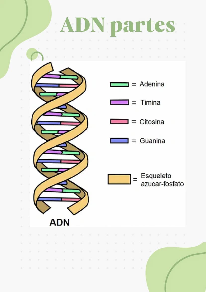 ADN Y ARN ADN partes
1000
ADN
= Adenina
= Timina
= Citosina
= Guanina
Esqueleto
azucar-fosfato G
A
U
ARN partes
Bases
nitrogenadas
Columnas 