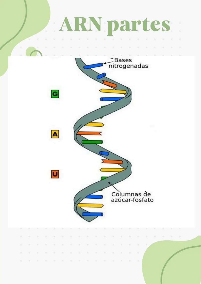 ADN Y ARN ADN partes
1000
ADN
= Adenina
= Timina
= Citosina
= Guanina
Esqueleto
azucar-fosfato G
A
U
ARN partes
Bases
nitrogenadas
Columnas 