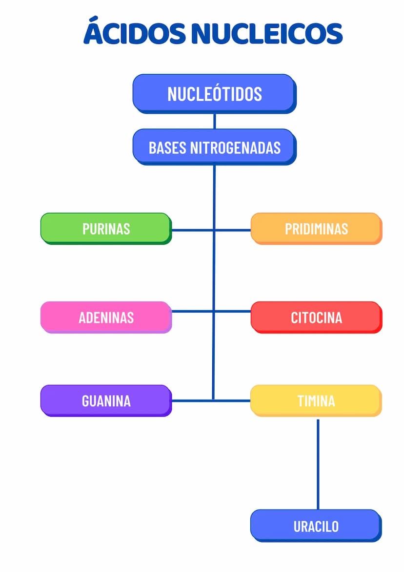 ADN Y ARN ADN partes
1000
ADN
= Adenina
= Timina
= Citosina
= Guanina
Esqueleto
azucar-fosfato G
A
U
ARN partes
Bases
nitrogenadas
Columnas 