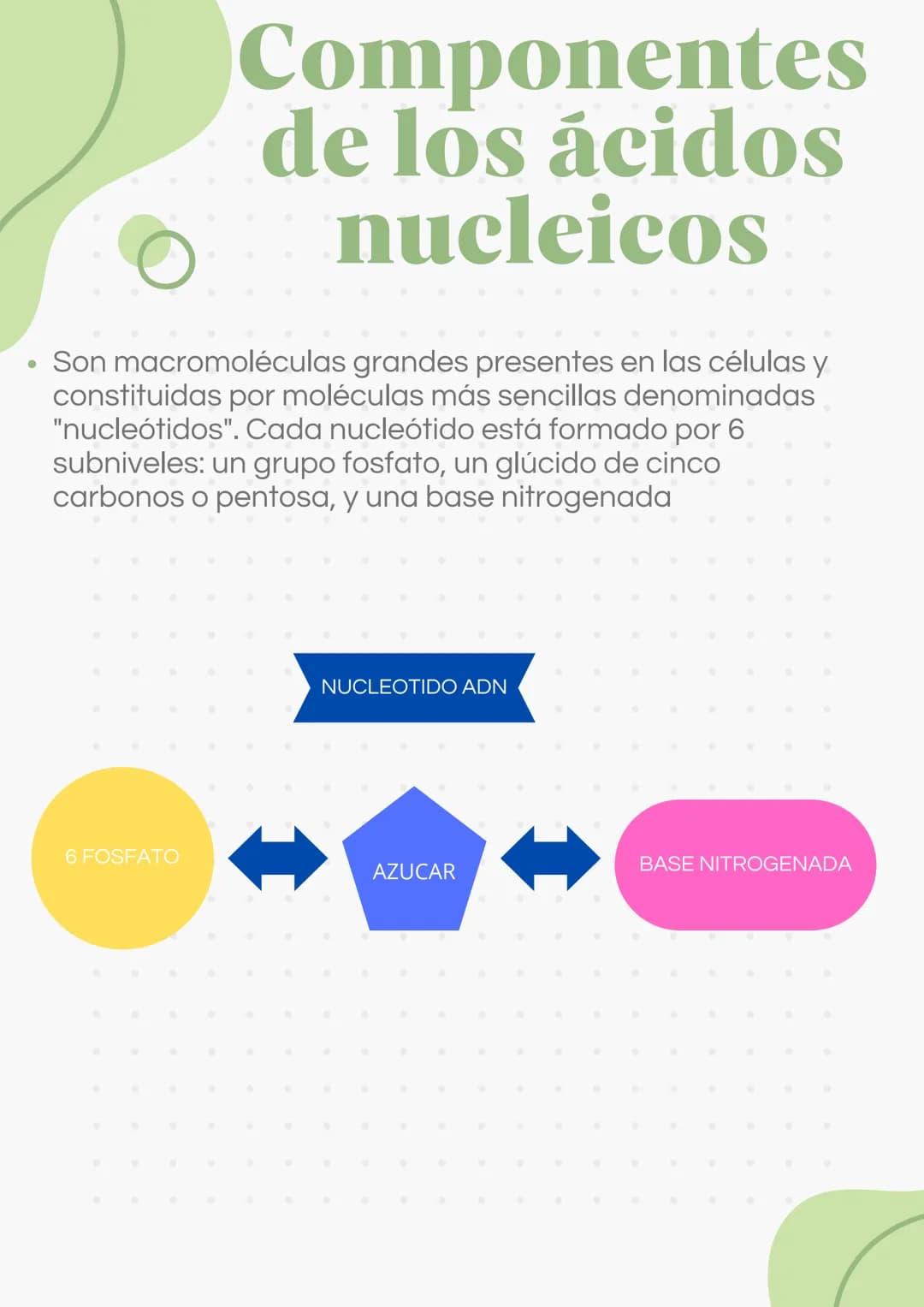 ADN Y ARN ADN partes
1000
ADN
= Adenina
= Timina
= Citosina
= Guanina
Esqueleto
azucar-fosfato G
A
U
ARN partes
Bases
nitrogenadas
Columnas 