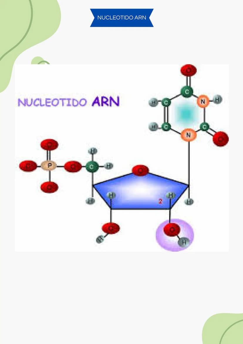 ADN Y ARN ADN partes
1000
ADN
= Adenina
= Timina
= Citosina
= Guanina
Esqueleto
azucar-fosfato G
A
U
ARN partes
Bases
nitrogenadas
Columnas 
