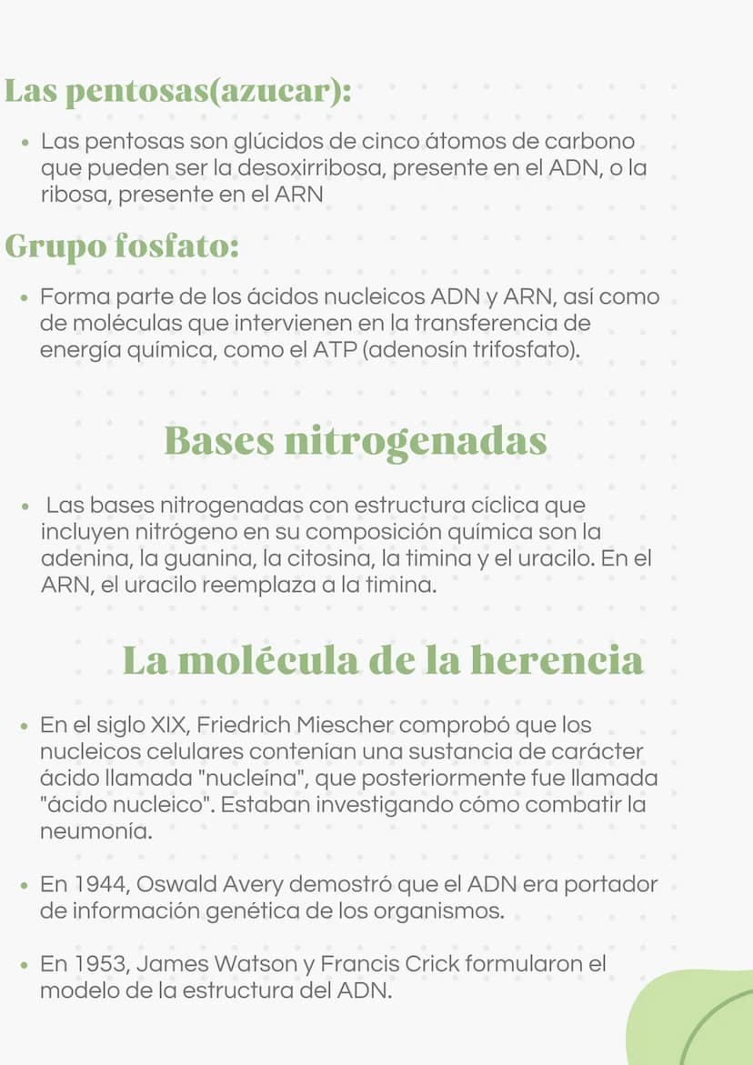 ADN Y ARN ADN partes
1000
ADN
= Adenina
= Timina
= Citosina
= Guanina
Esqueleto
azucar-fosfato G
A
U
ARN partes
Bases
nitrogenadas
Columnas 
