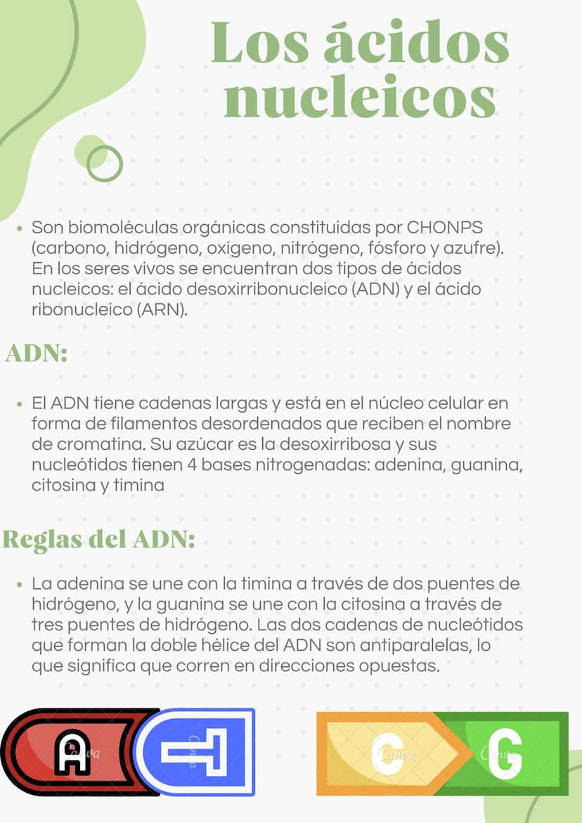 ADN Y ARN ADN partes
1000
ADN
= Adenina
= Timina
= Citosina
= Guanina
Esqueleto
azucar-fosfato G
A
U
ARN partes
Bases
nitrogenadas
Columnas 