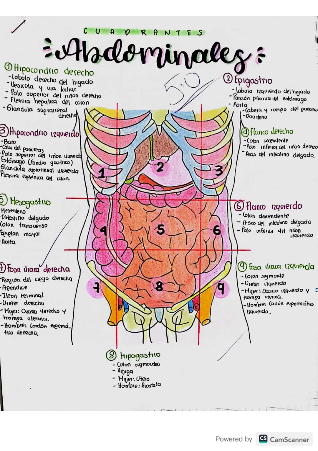 CUADRANTES
= Abdominales =
Hipocondrio derecho
-lobulo derecho del higado
-Vesicola y via fillar
•Polo soperior del riñon derecho
-Flexura h