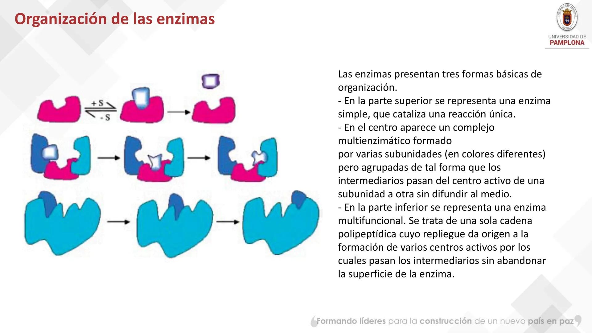 # Bioquímica Clínicaon

ENZIMOLOGÍA. Propiedades y nomenclatura, clases
de enzimas, principios generales de cinética, química
y enzimática, 