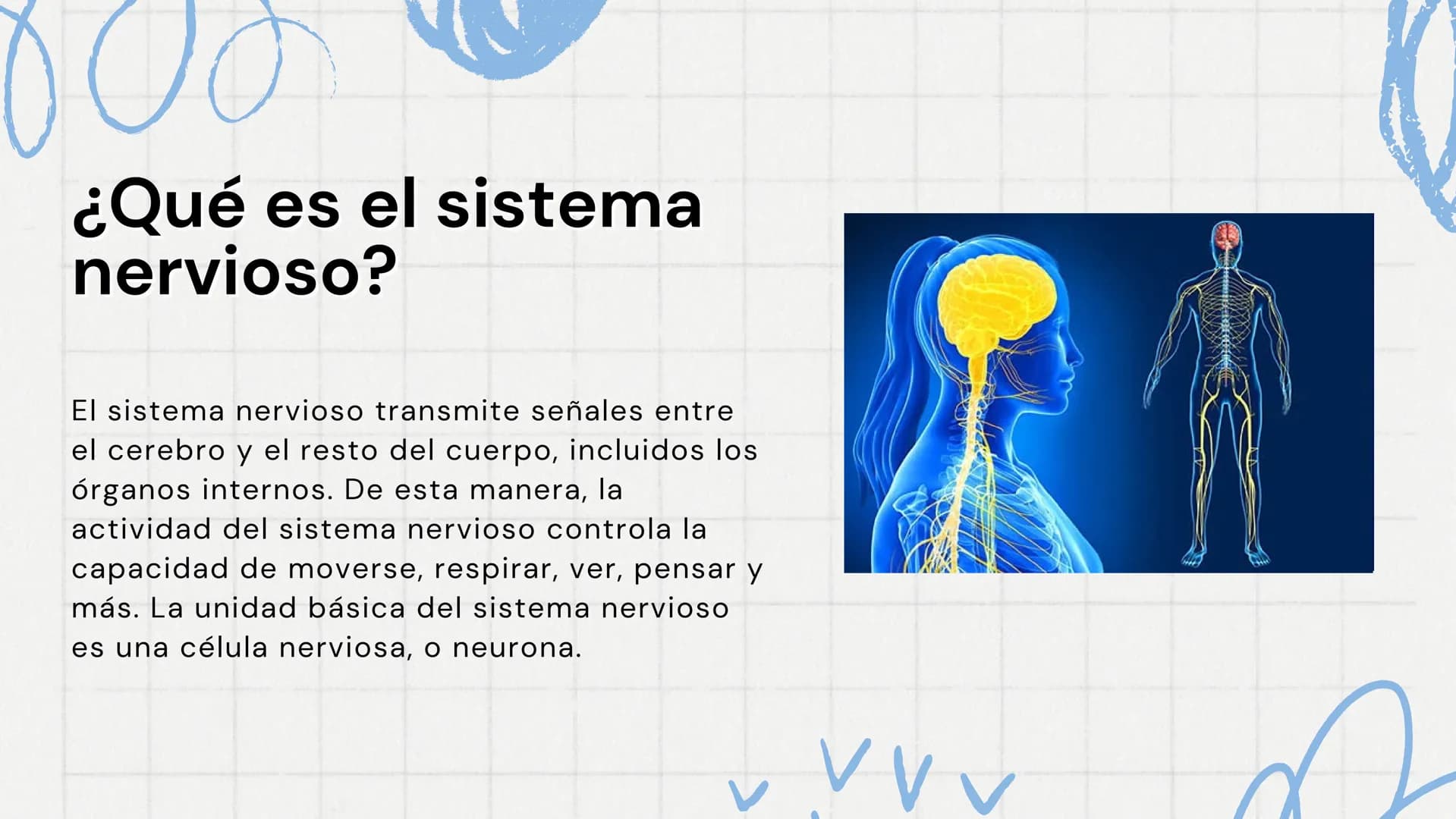 sistema
nervioso
www
VVV ¿Qué es el sistema
nervioso?
El sistema nervioso transmite señales entre
el cerebro y el resto del cuerpo, incluido