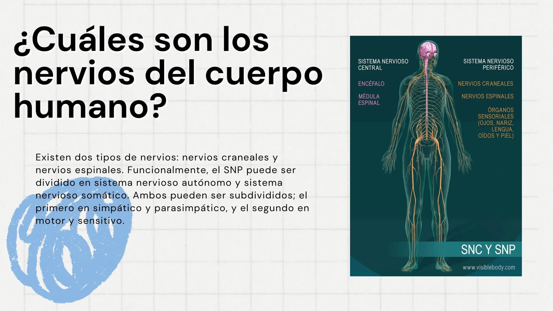 sistema
nervioso
www
VVV ¿Qué es el sistema
nervioso?
El sistema nervioso transmite señales entre
el cerebro y el resto del cuerpo, incluido