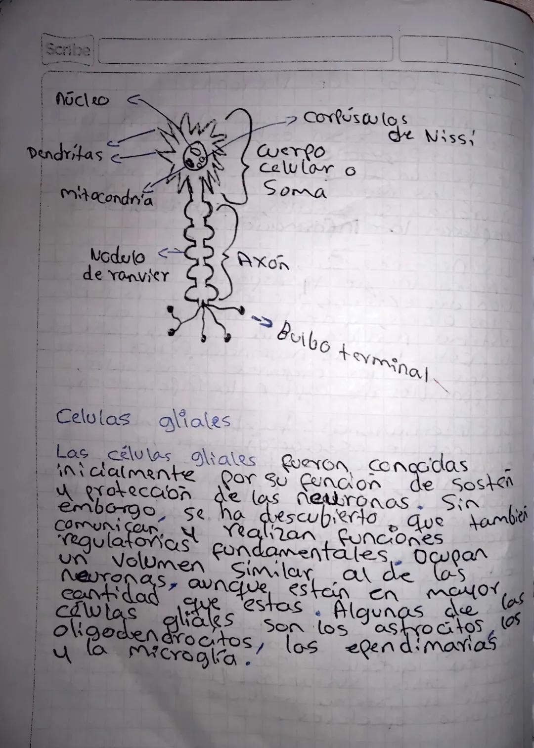 El sistema nervioso
29-05-24
El Sistema nervioso reúne las estructuras
interpreta animales est encargadas ambiente,
de los de
Procesar la in
