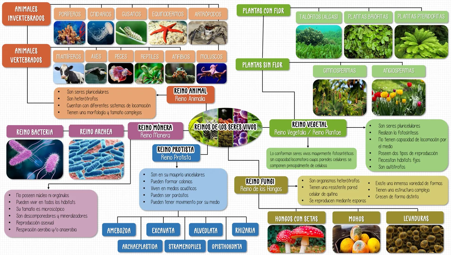 ANIMALES
INVERTEBRADOS
PLANTAS CON FLOR
PORÍFEROS CNIDARIOS GUSANOS EQUINODERMOS ARTRÓPODOS
TALÓFITOS (ALGAS)
PLANTAS BRIÓFITAS
PLANTAS PTER