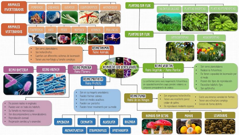 ANIMALES
INVERTEBRADOS
PLANTAS CON FLOR
PORÍFEROS CNIDARIOS GUSANOS EQUINODERMOS ARTRÓPODOS
TALÓFITOS (ALGAS)
PLANTAS BRIÓFITAS
PLANTAS PTER