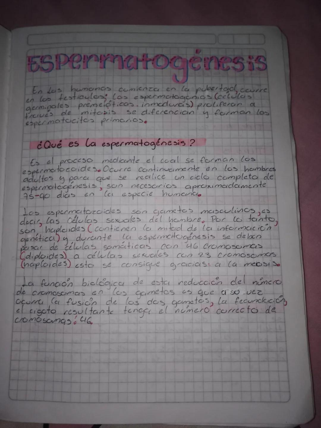 # Espermatogénesis

En las humanas comienza en la pubertad, courre
en los testiculos; los espermatogonias (cctulas
germinales premeióticas. 