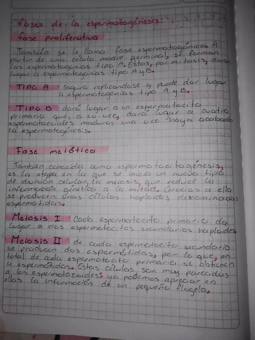 # Espermatogénesis

En las humanas comienza en la pubertad, courre
en los testiculos; los espermatogonias (cctulas
germinales premeióticas. 