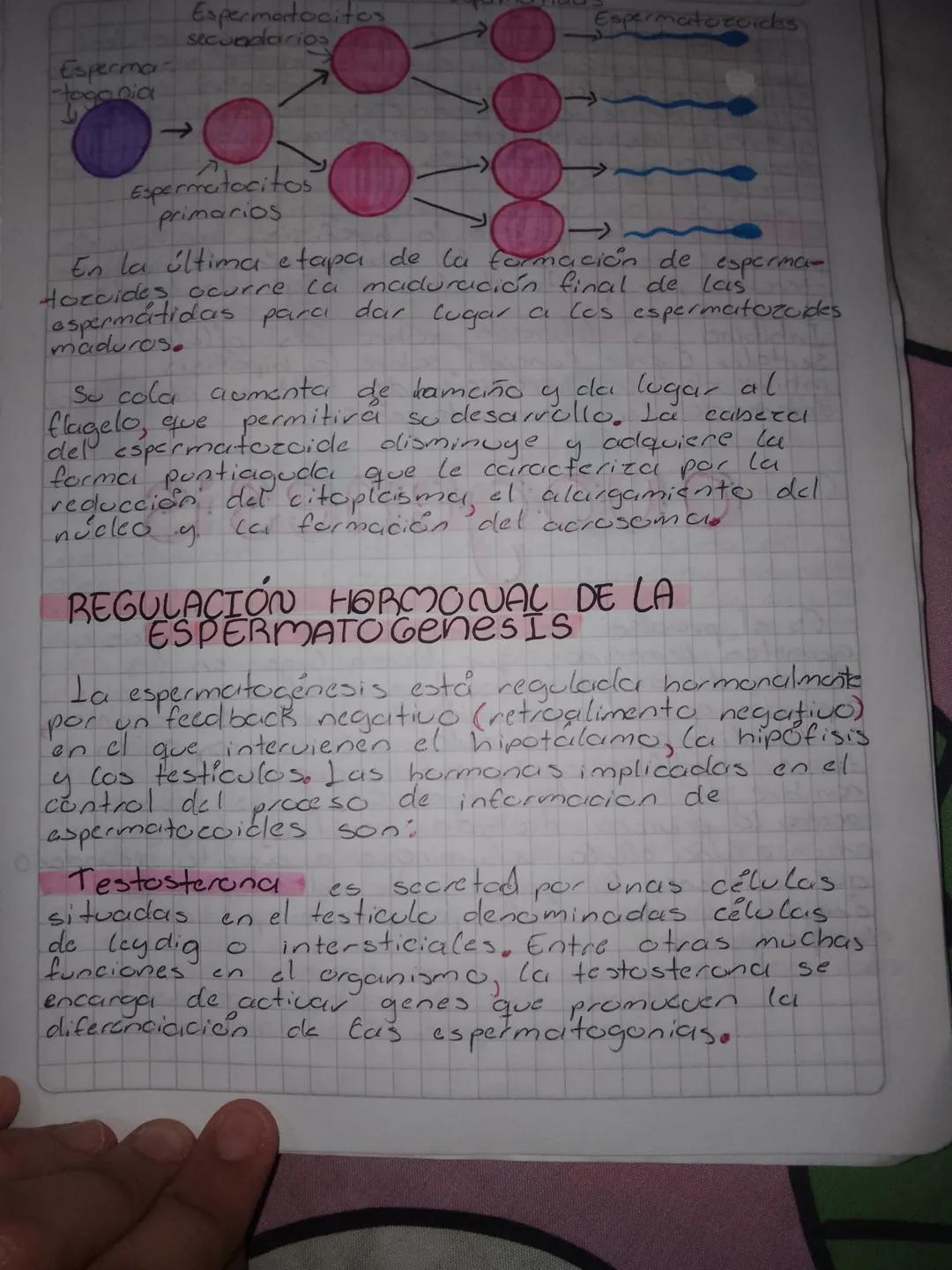 # Espermatogénesis

En las humanas comienza en la pubertad, courre
en los testiculos; los espermatogonias (cctulas
germinales premeióticas. 