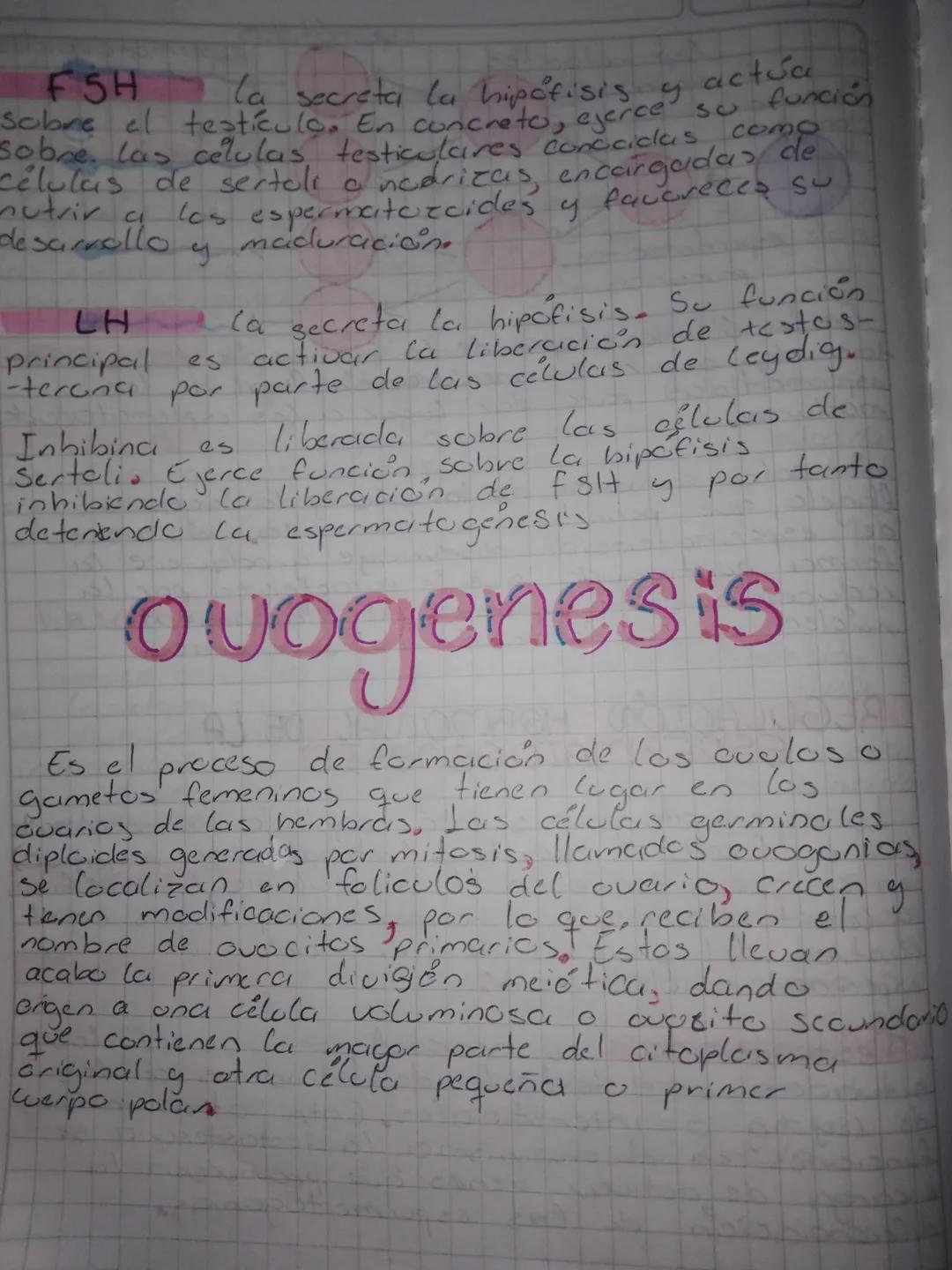 # Espermatogénesis

En las humanas comienza en la pubertad, courre
en los testiculos; los espermatogonias (cctulas
germinales premeióticas. 