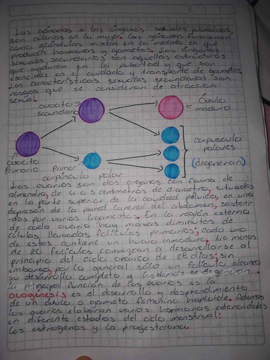# Espermatogénesis

En las humanas comienza en la pubertad, courre
en los testiculos; los espermatogonias (cctulas
germinales premeióticas. 