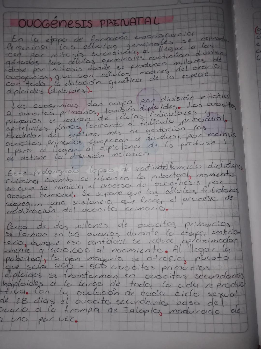 # Espermatogénesis

En las humanas comienza en la pubertad, courre
en los testiculos; los espermatogonias (cctulas
germinales premeióticas. 