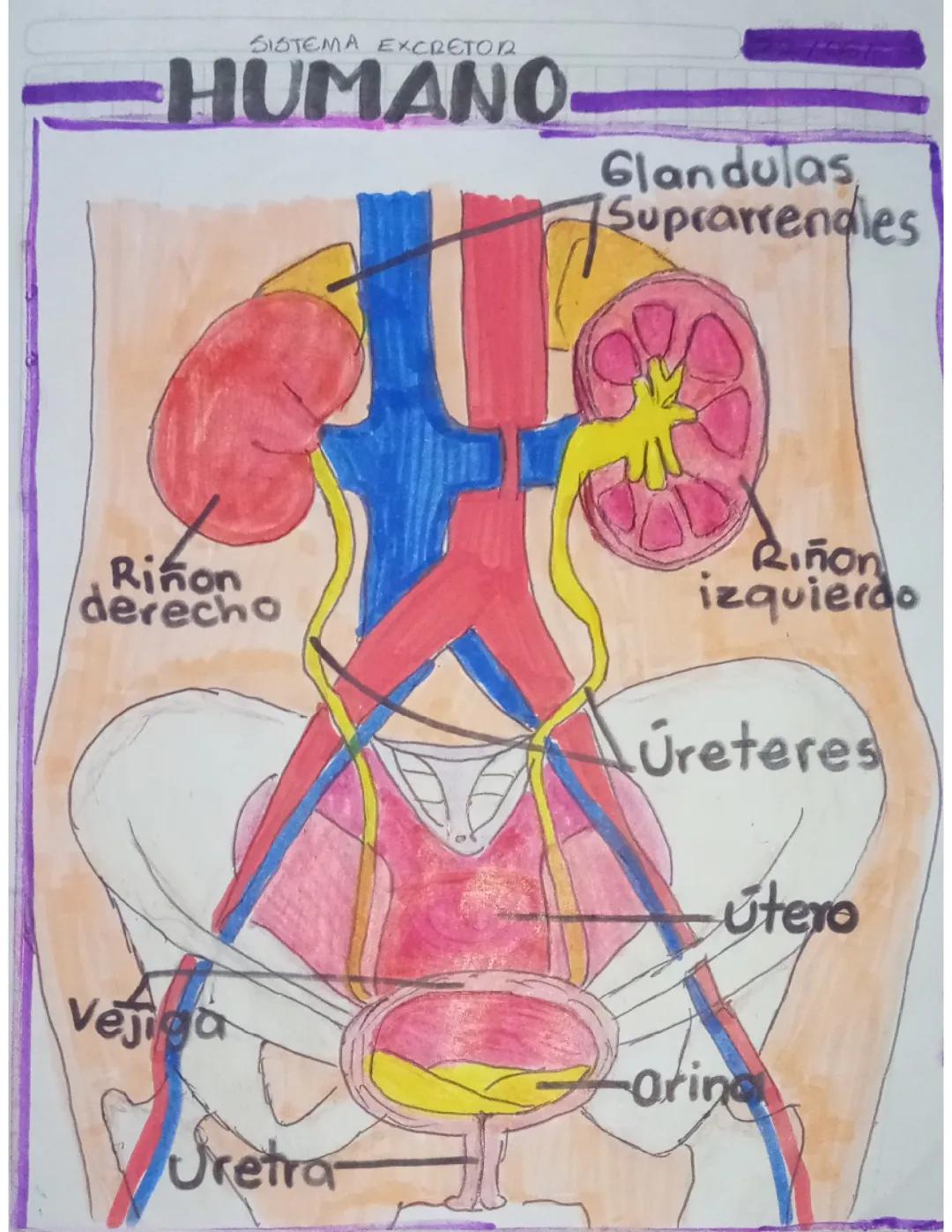 Sistema excretor humano 