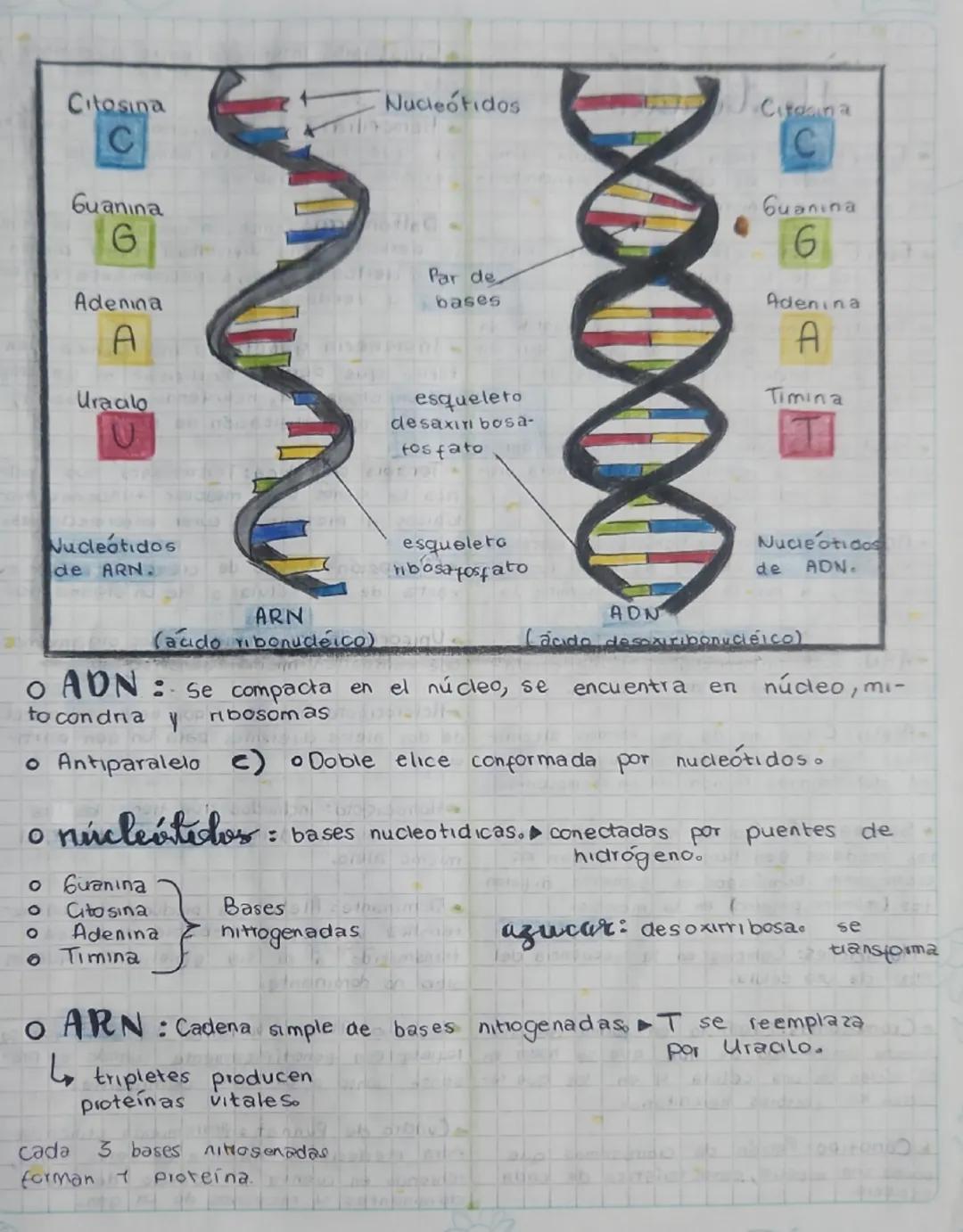 Estructura ADN