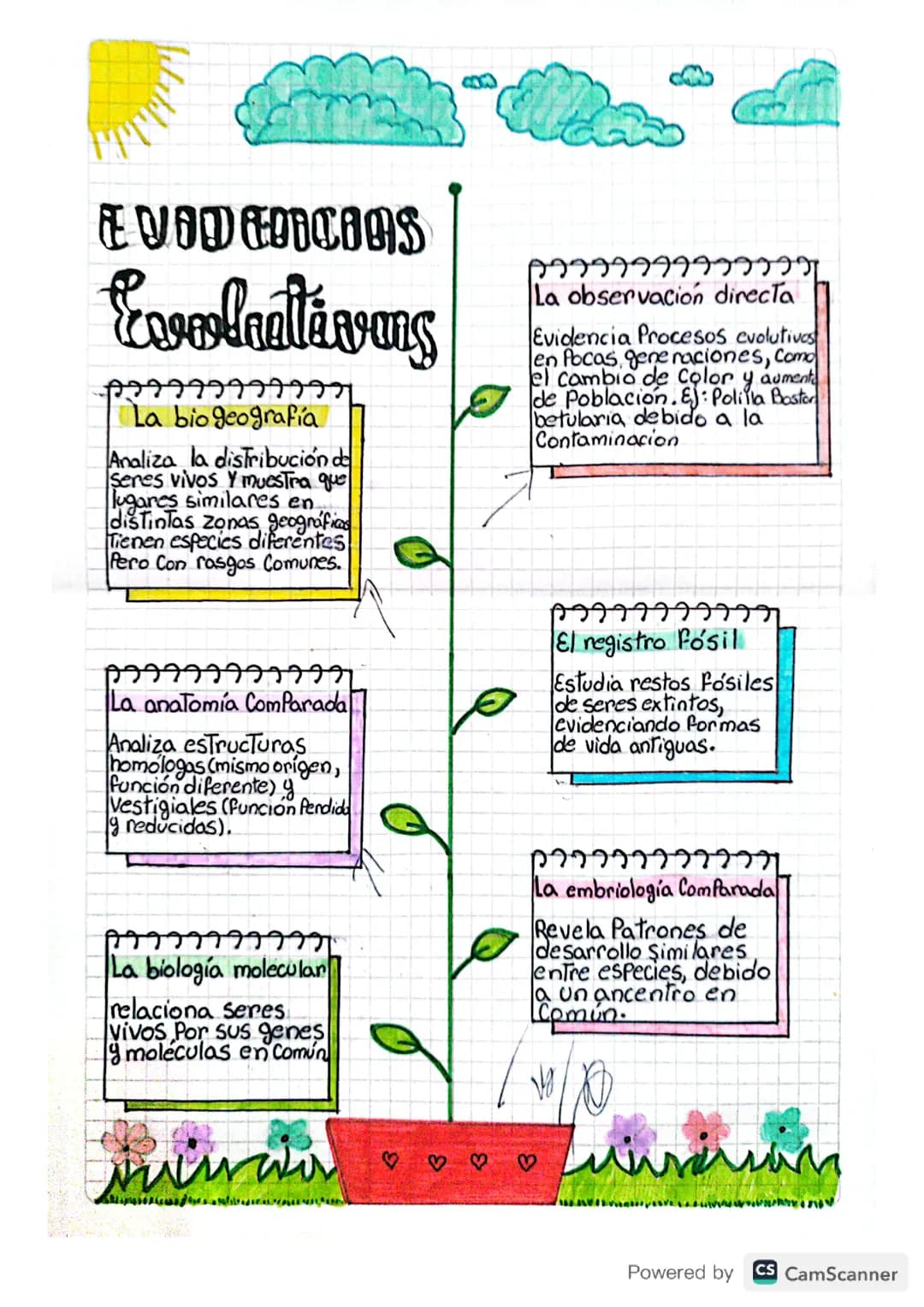 Evidencias evolutivas 
