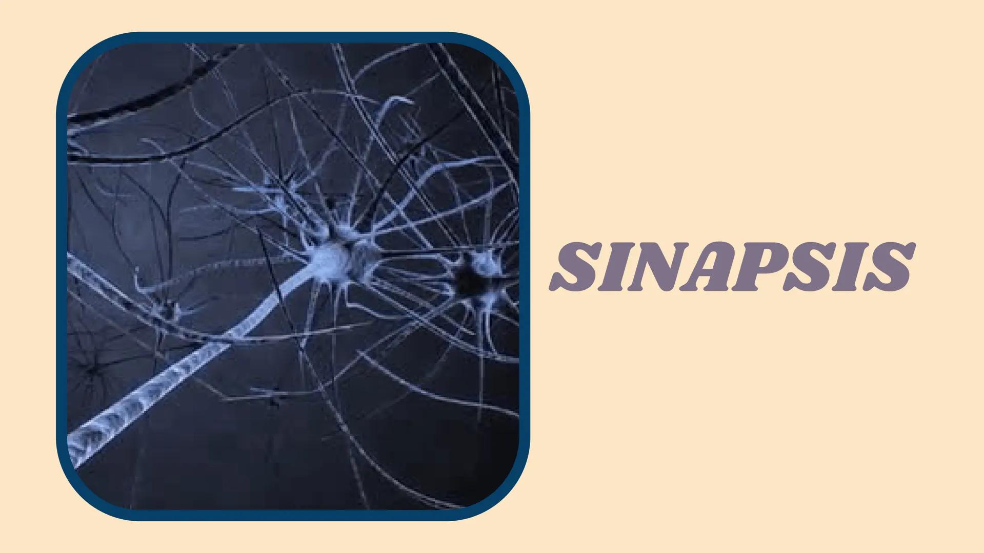 SINAPSIS # ¿Qué es?

Sinapsis

F
I
S
I
O # ¿Como se da?

Potencial de acción

Célula presináptica
(emisora)

SINAPSIS

Célula postsináptica
