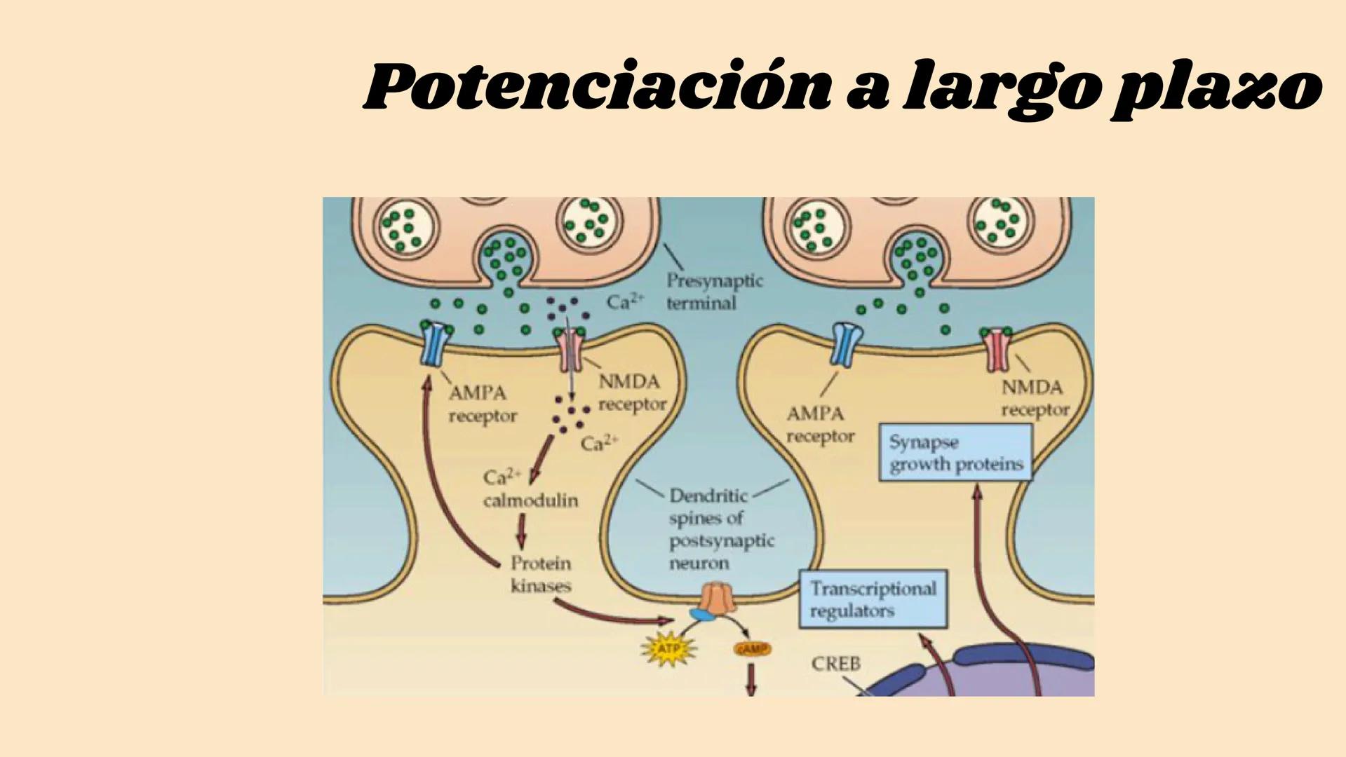 SINAPSIS # ¿Qué es?

Sinapsis

F
I
S
I
O # ¿Como se da?

Potencial de acción

Célula presináptica
(emisora)

SINAPSIS

Célula postsináptica

