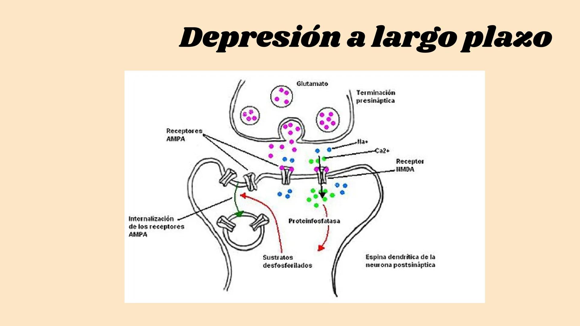 SINAPSIS # ¿Qué es?

Sinapsis

F
I
S
I
O # ¿Como se da?

Potencial de acción

Célula presináptica
(emisora)

SINAPSIS

Célula postsináptica
