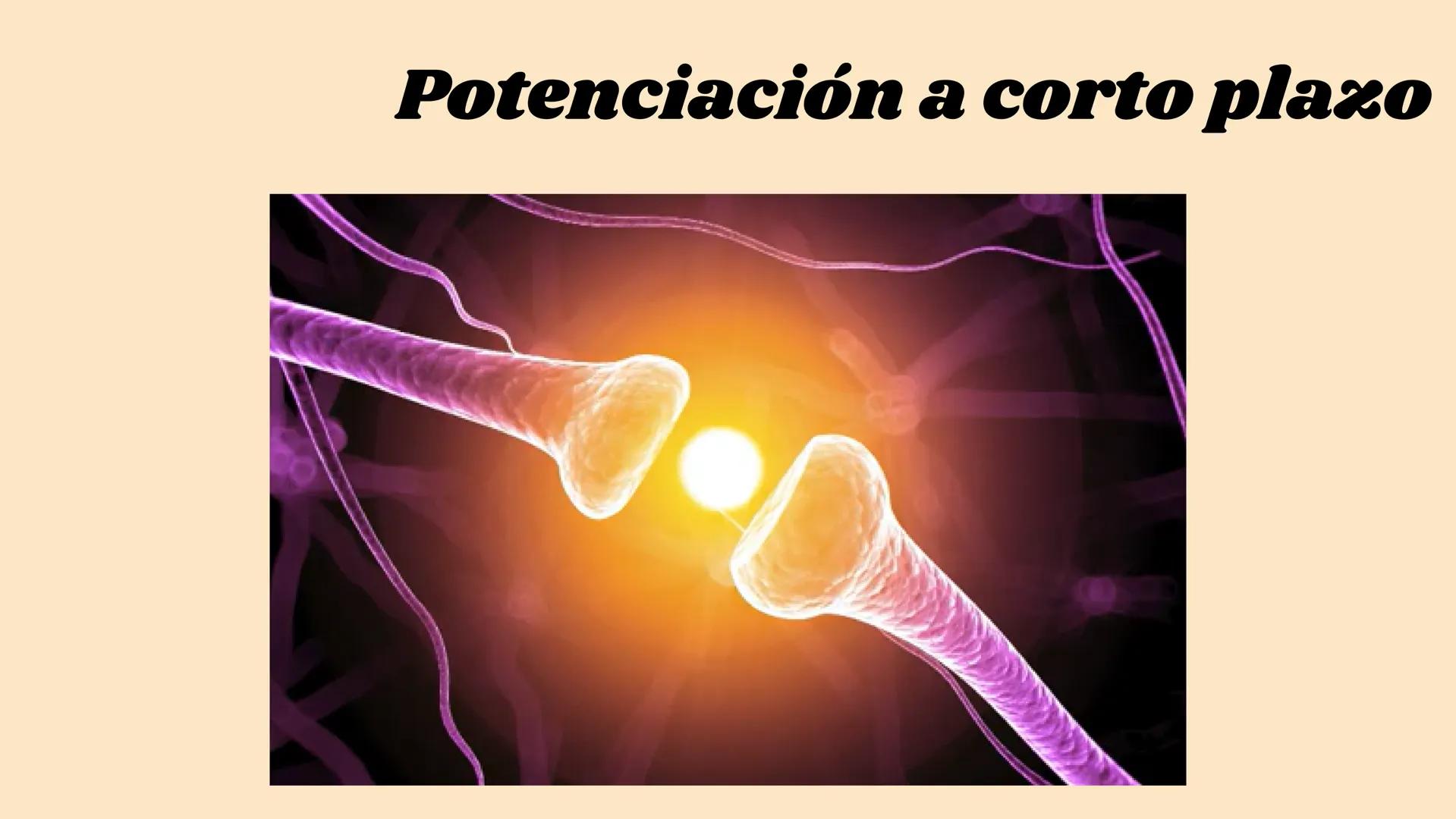 SINAPSIS # ¿Qué es?

Sinapsis

F
I
S
I
O # ¿Como se da?

Potencial de acción

Célula presináptica
(emisora)

SINAPSIS

Célula postsináptica
