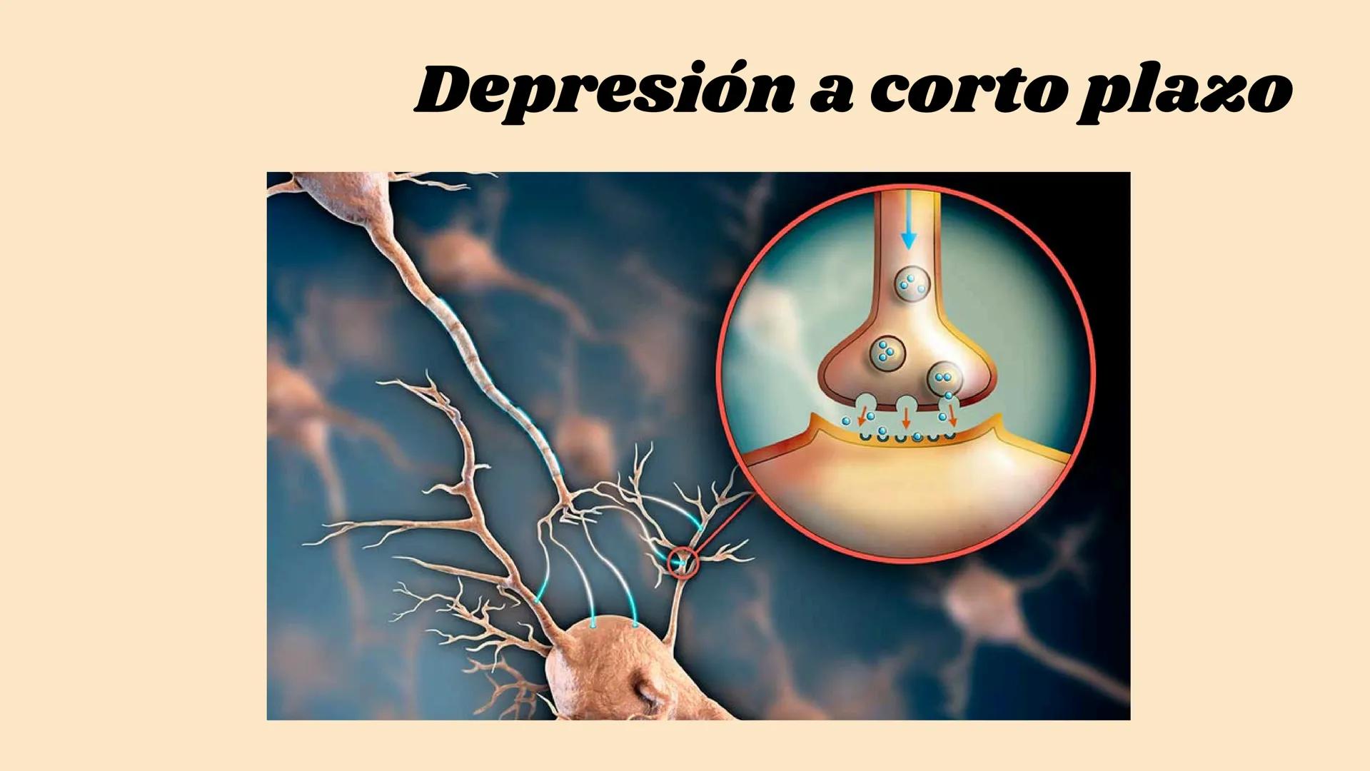 SINAPSIS # ¿Qué es?

Sinapsis

F
I
S
I
O # ¿Como se da?

Potencial de acción

Célula presináptica
(emisora)

SINAPSIS

Célula postsináptica
