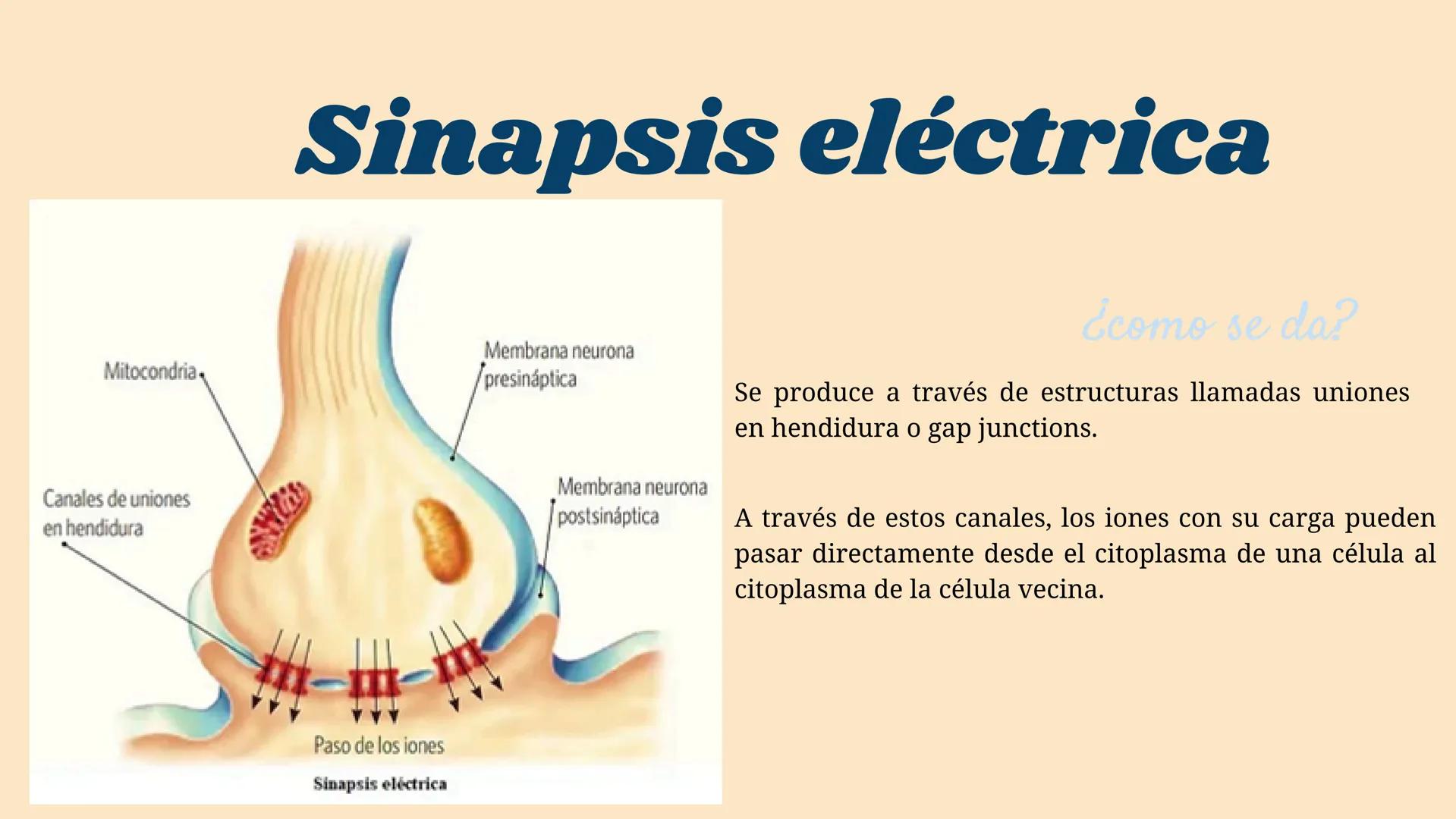 SINAPSIS # ¿Qué es?

Sinapsis

F
I
S
I
O # ¿Como se da?

Potencial de acción

Célula presináptica
(emisora)

SINAPSIS

Célula postsináptica
