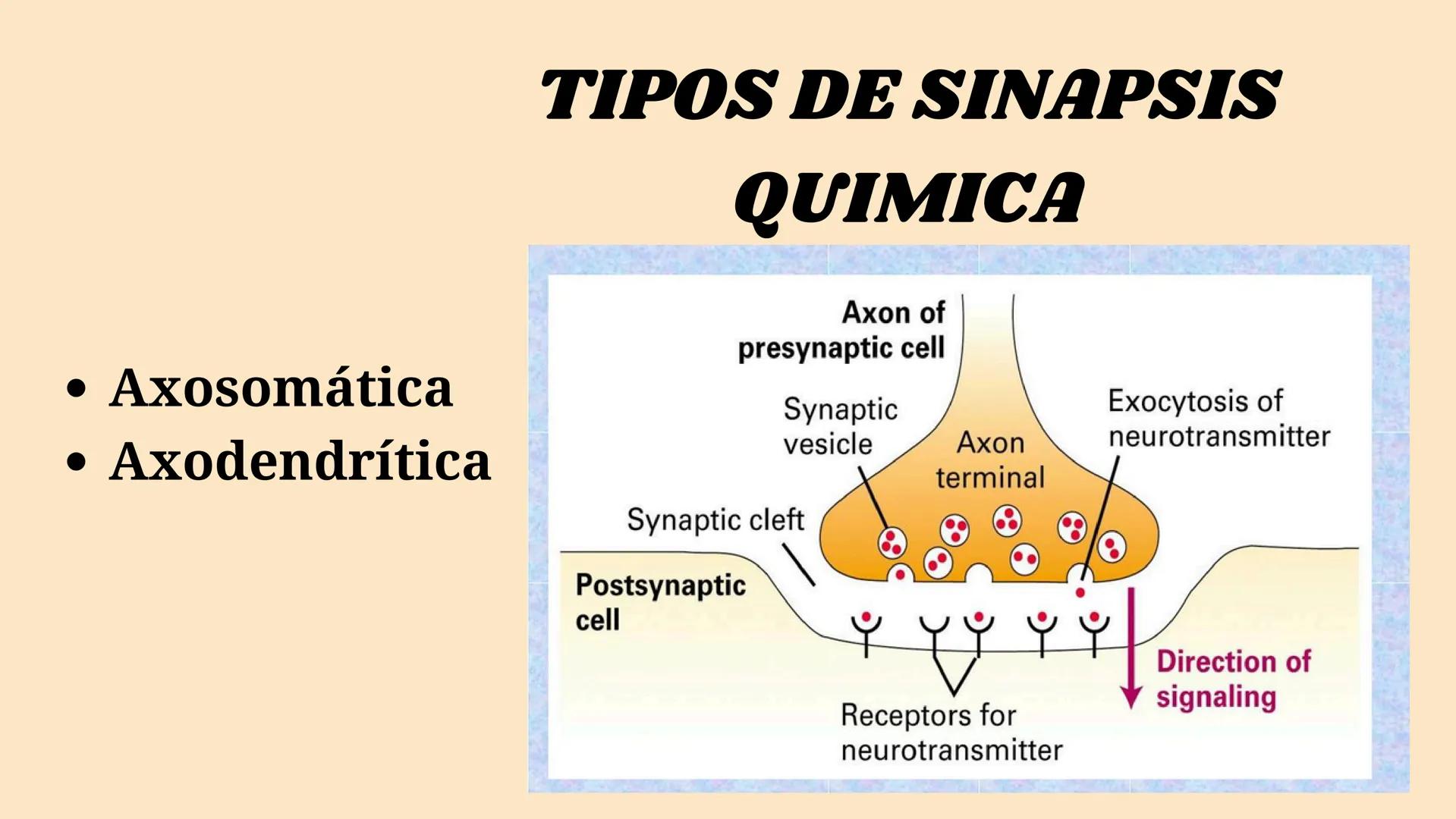 SINAPSIS # ¿Qué es?

Sinapsis

F
I
S
I
O # ¿Como se da?

Potencial de acción

Célula presináptica
(emisora)

SINAPSIS

Célula postsináptica
