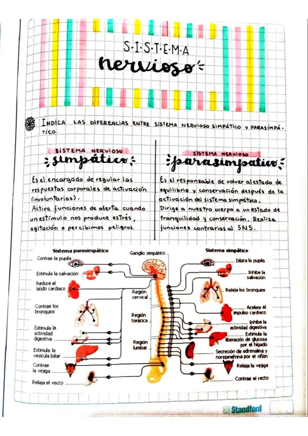S-IS-T-E-MA
nervioso
INDICA LAS DIFERENCIAS ENTRE SISTEMA NERVIOSO SIMPÁTICO V PARASIMPÁ
TICO
SISTEMA NERVIOSO
: simpático:
Es el encargado 