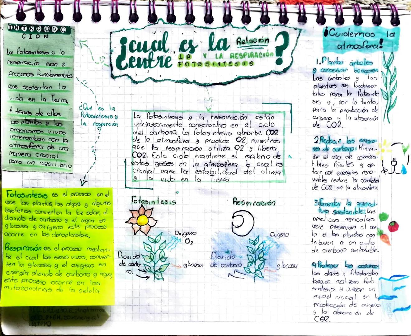 # INTROD
CION
La fotosintesis y la
respiración son 2
Procesos fundamentales へんた
que scotentan la
vida en la Terra
A través de ellos
las plan