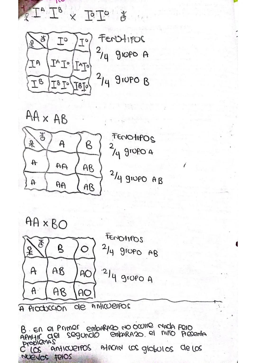 II x II
さ
IO IO FENOTipos
IA I^I I^IO
214 giopo A
IB IS TO IBI 214 grUPO в

AA x AB
FENOTIPOS
呆
A
B
2.
14 grupo A
A
AA
AB
2/4 grupo AB
A
AA
