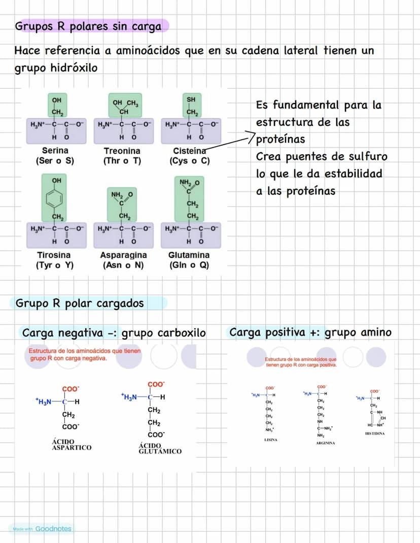 AMINOÁCIDOS
Los aminoácidos tiene un carbono alfa (quiral)
Los aminoácidos tienen un grupo amino H2N
Grupo carboxilo COOH Un H y un R
H
H
OT