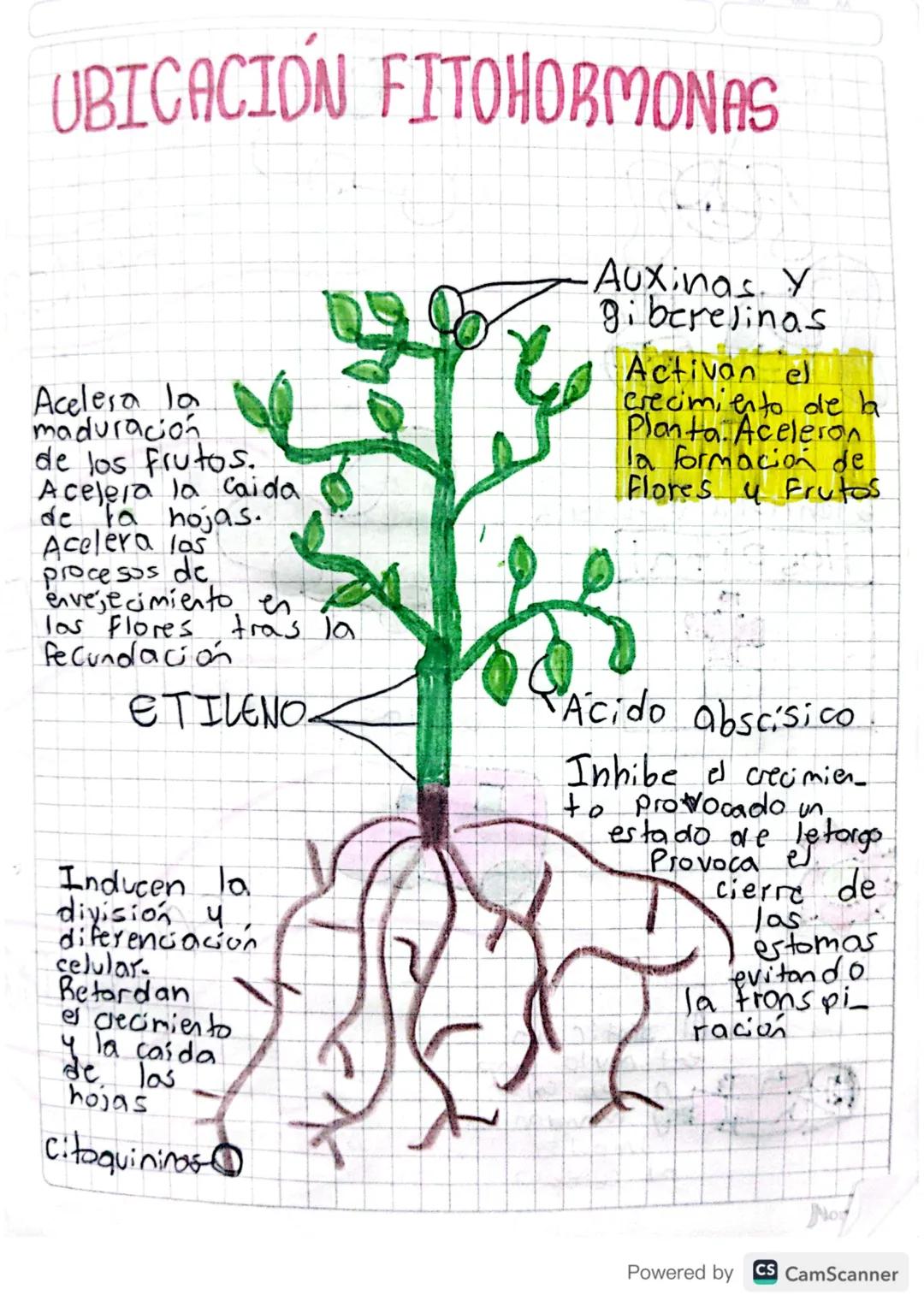 # ¿LAS PLANTAS TIENEN
HORMONAS?

Si, para procesos como el crecimiento
de la planta y la saiz, el contiol de
la caida de hojas, la formación