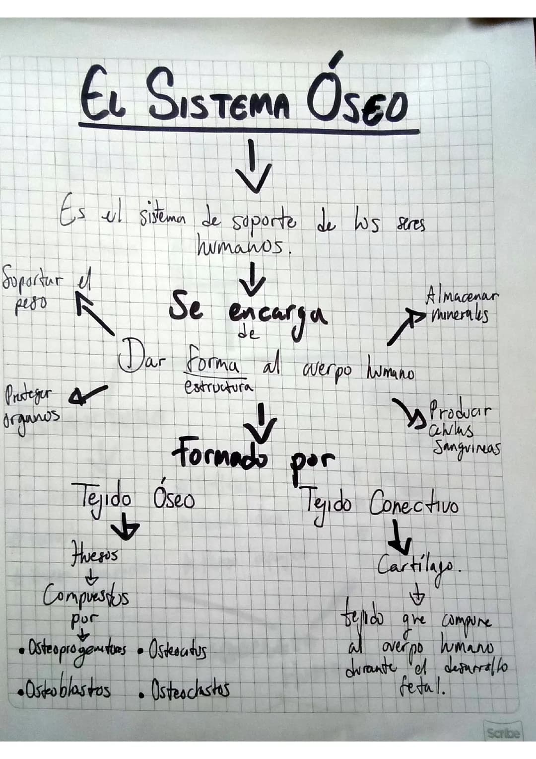 Sistema Óseo