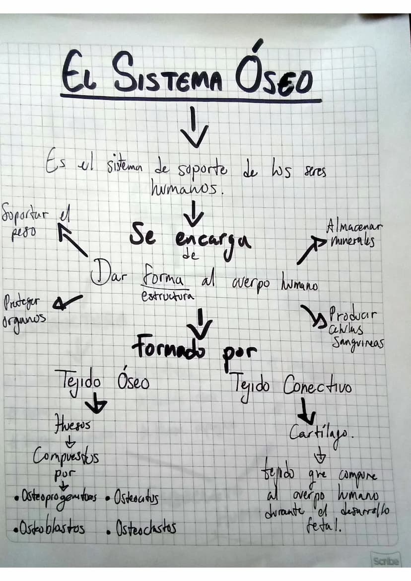 EL SISTEMA ÓSEO
Es el sistema de soporte de los seres
боростиг
et
humanos.
Sporter of Se excarga
de
Almacenar
P
✓ minerales
Dar forma al cue