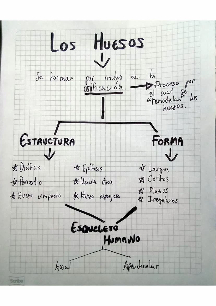 EL SISTEMA ÓSEO
Es el sistema de soporte de los seres
боростиг
et
humanos.
Sporter of Se excarga
de
Almacenar
P
✓ minerales
Dar forma al cue