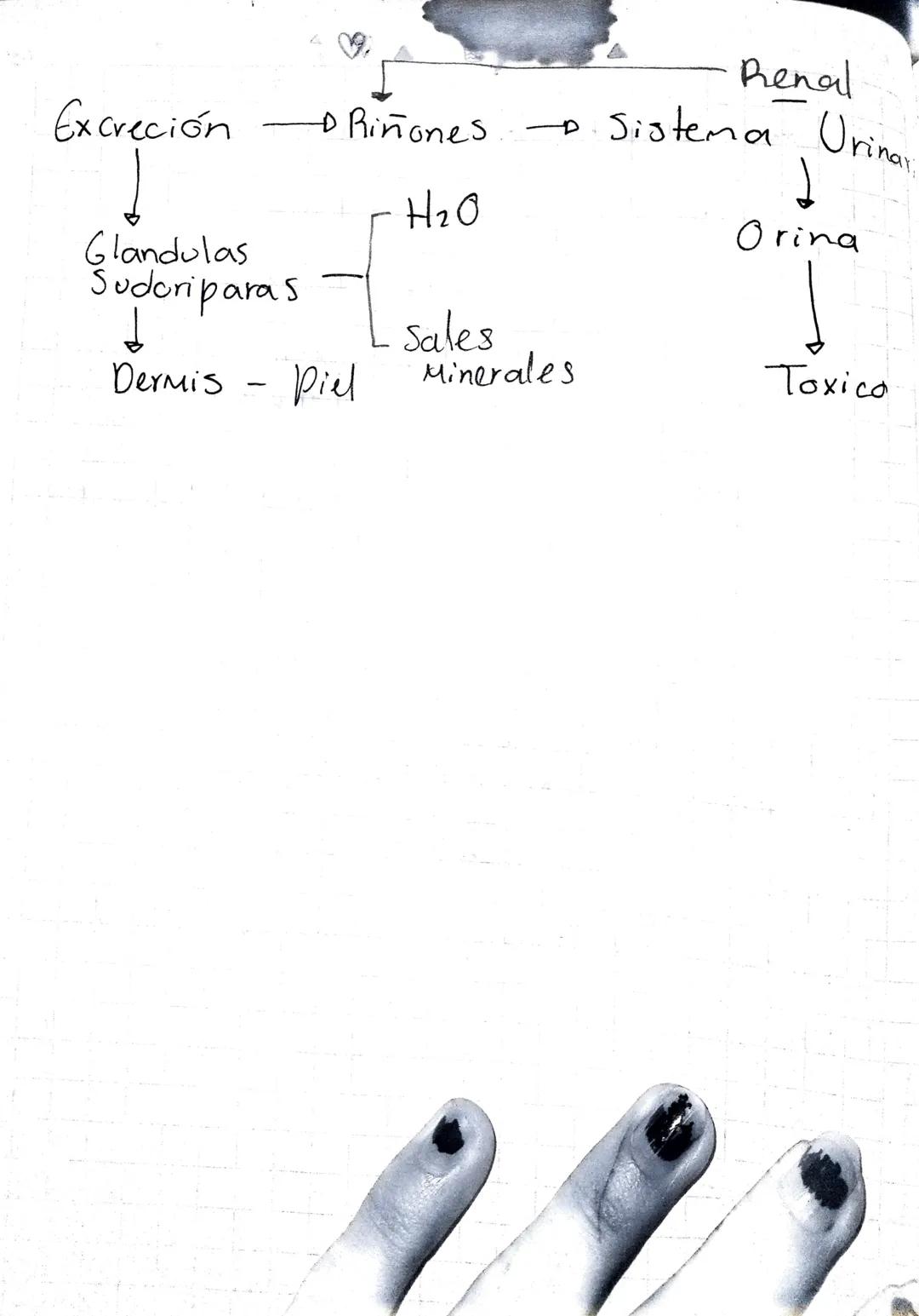 A
Excreción
Glandulas
Sudoriparas
Riñones
H₂O
Renal
Sistema Urina
Orina
Sales
Dermis
-
Piel
Minerales
Toxico Feb 02
2023
-Glandula suprarene