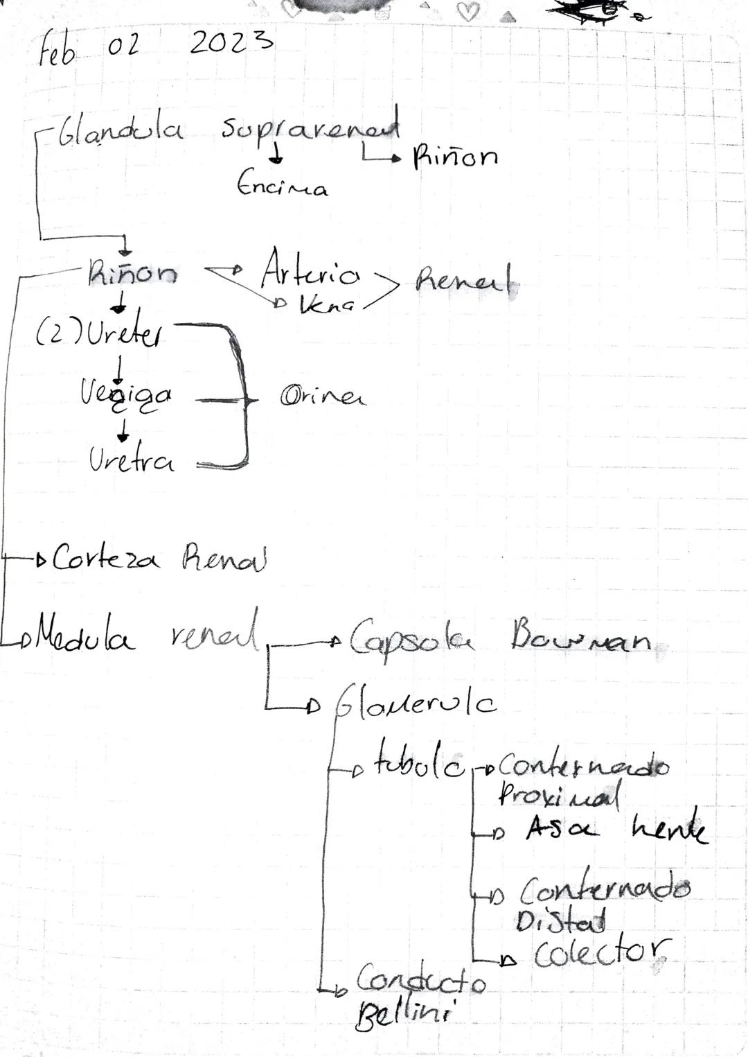 A
Excreción
Glandulas
Sudoriparas
Riñones
H₂O
Renal
Sistema Urina
Orina
Sales
Dermis
-
Piel
Minerales
Toxico Feb 02
2023
-Glandula suprarene