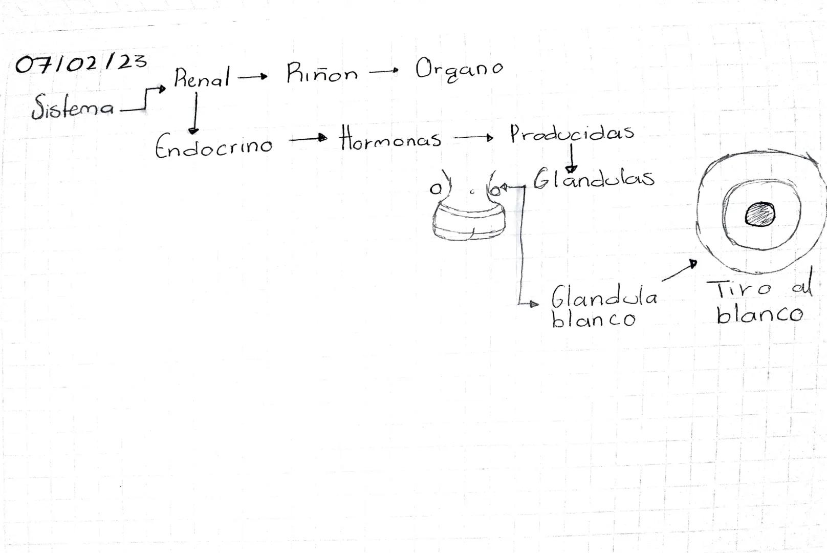A
Excreción
Glandulas
Sudoriparas
Riñones
H₂O
Renal
Sistema Urina
Orina
Sales
Dermis
-
Piel
Minerales
Toxico Feb 02
2023
-Glandula suprarene