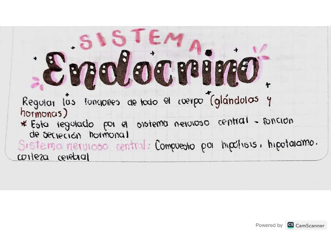 Apuntes sistema endocrino 