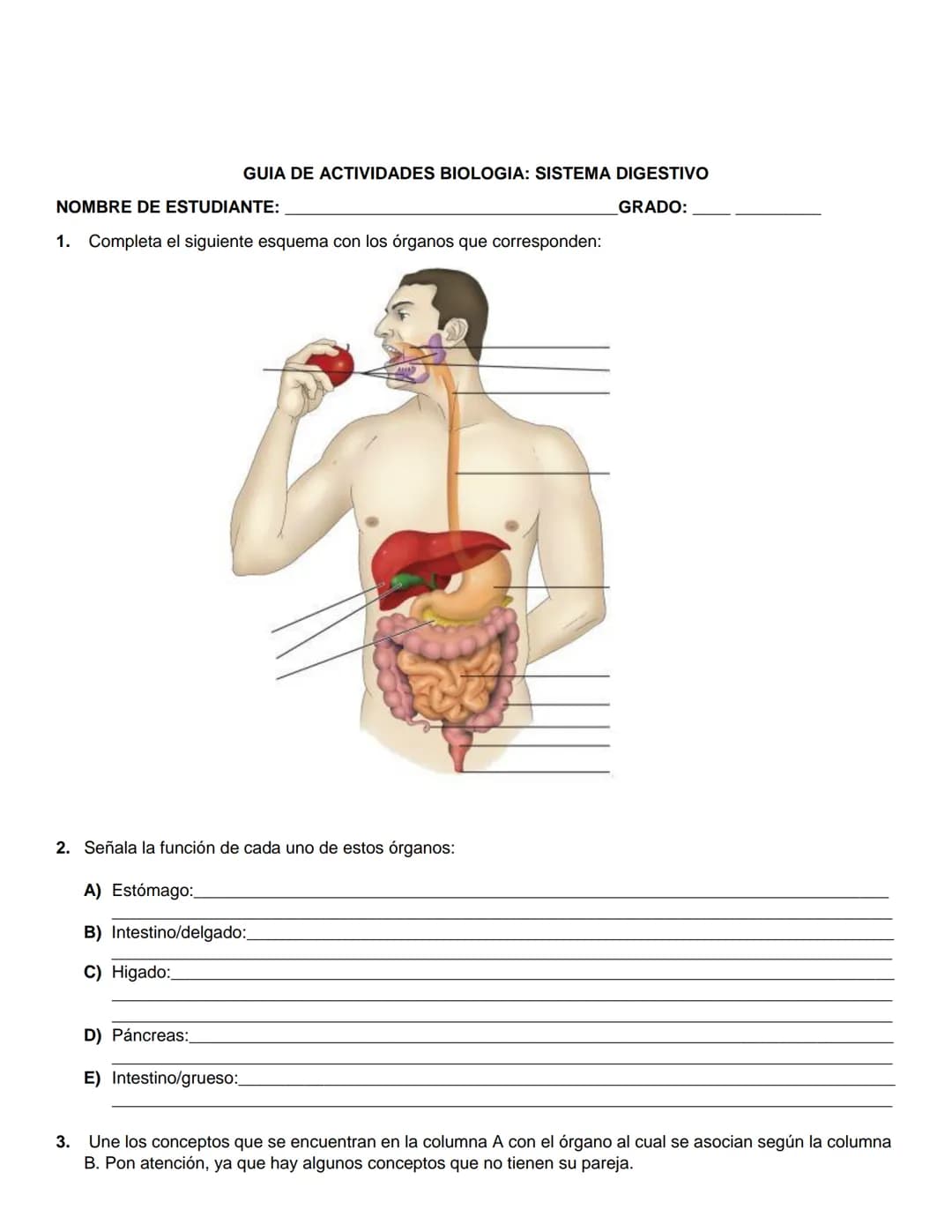 GUIA DE ACTIVIDADES BIOLOGIA: SISTEMA DIGESTIVO
NOMBRE DE ESTUDIANTE:
1. Completa el siguiente esquema con los órganos que corresponden:
GRA