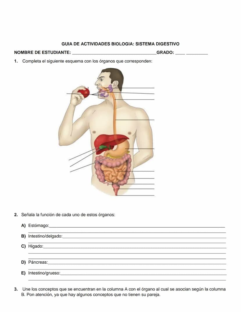GUIA DE ACTIVIDADES BIOLOGIA: SISTEMA DIGESTIVO
NOMBRE DE ESTUDIANTE:
1. Completa el siguiente esquema con los órganos que corresponden:
GRA